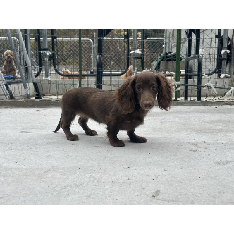 販売中の熊本県のミニチュアダックスフンド(ロングヘアード)-422388の2枚目