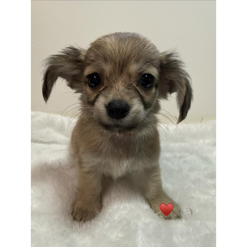 販売中の愛知県のチワックス:チワワ×ミニチュアダックスフンド-430158の6枚目