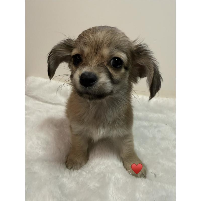 販売中の愛知県のチワックス:チワワ×ミニチュアダックスフンド-430158の4枚目