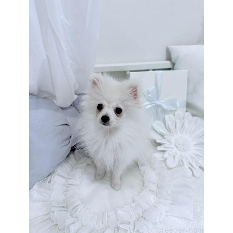 販売中の兵庫県のポメラニアン-414753の5枚目