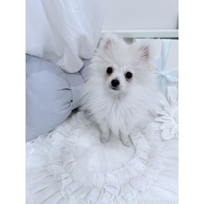 販売中の兵庫県のポメラニアン-414753