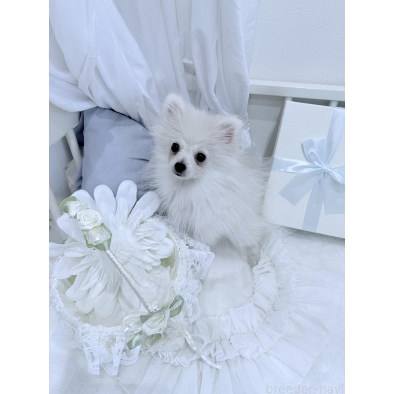 販売中の兵庫県のポメラニアン-414753の2枚目