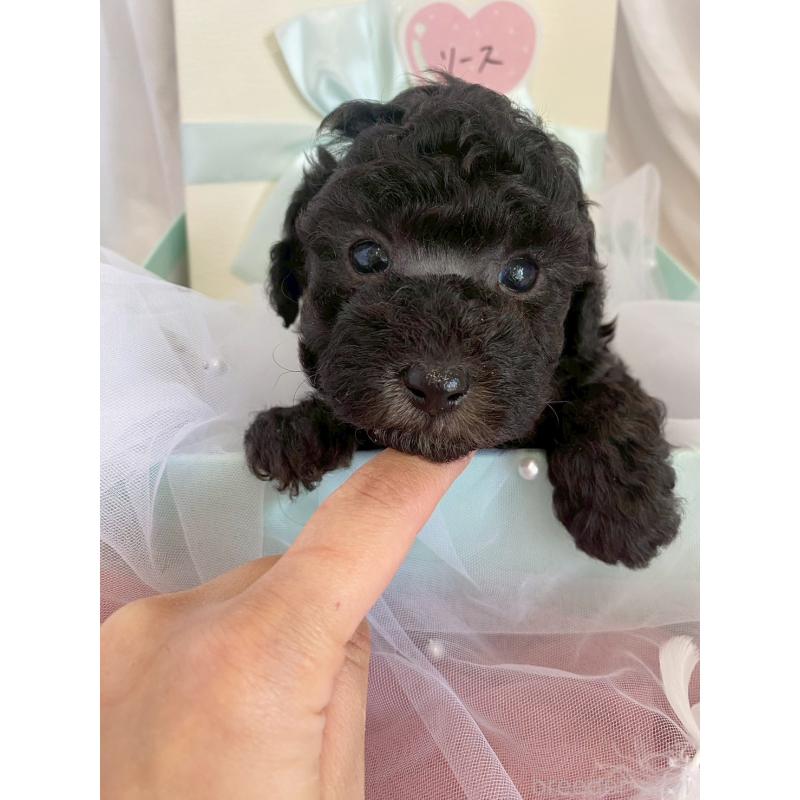 販売中の兵庫県のタイニープードル-432622