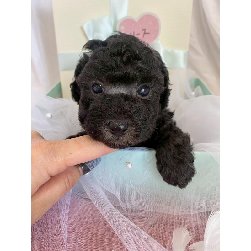 販売中の兵庫県のタイニープードル-432622の9枚目