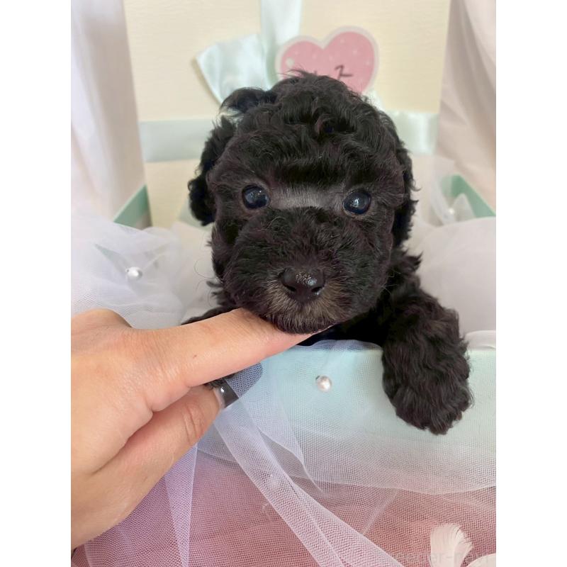 販売中の兵庫県のタイニープードル-432622の8枚目