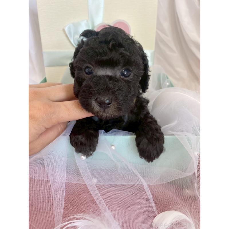 販売中の兵庫県のタイニープードル-432622の6枚目