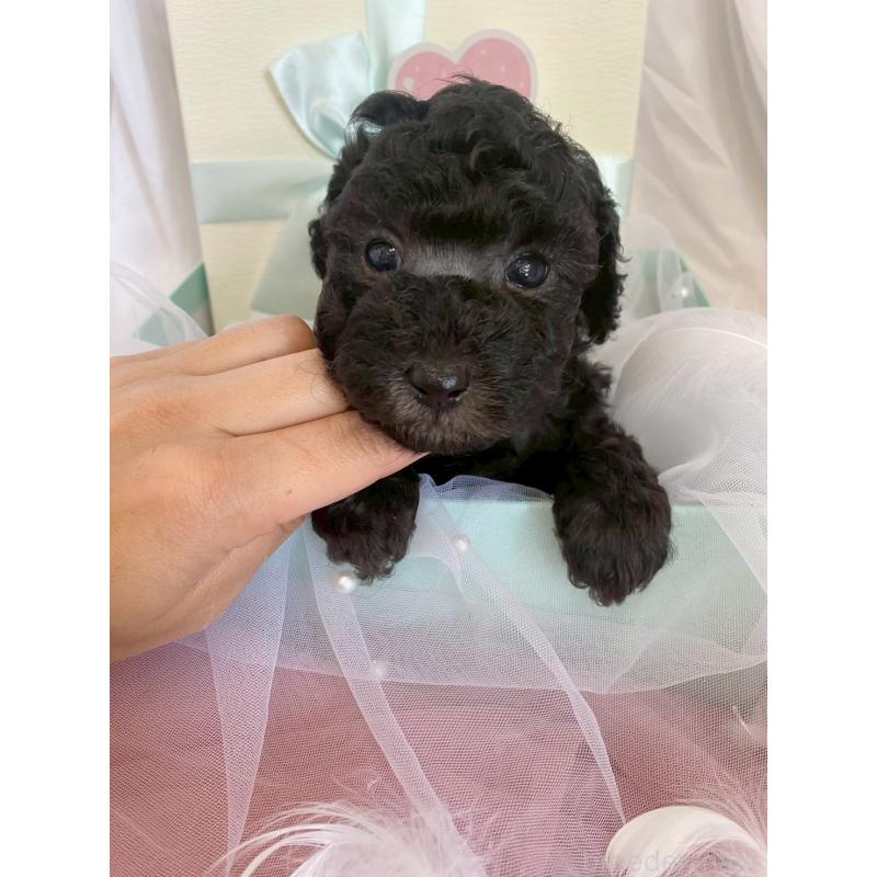 販売中の兵庫県のタイニープードル-432622の5枚目