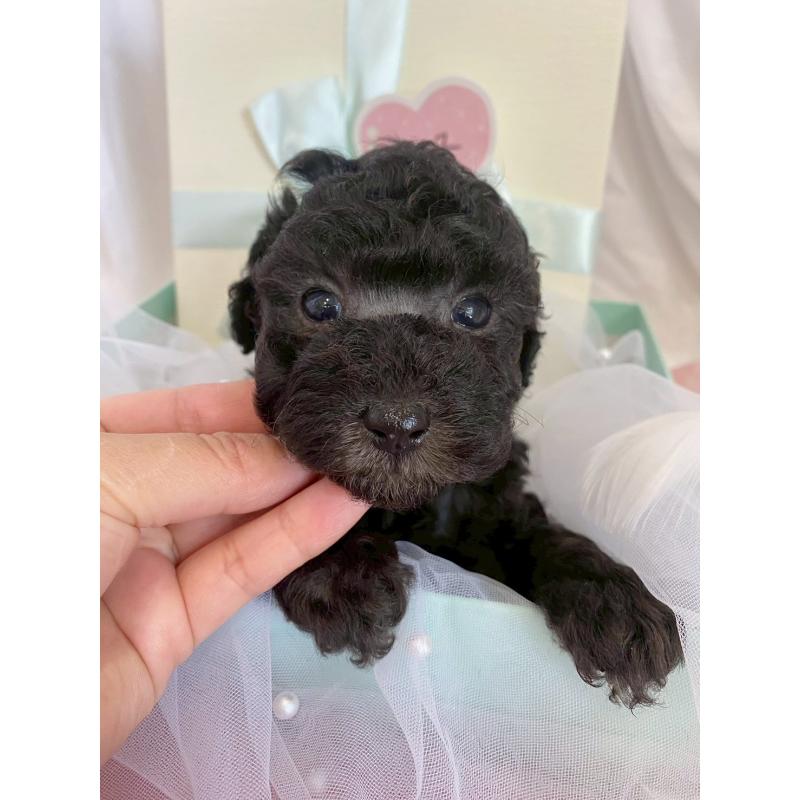 販売中の兵庫県のタイニープードル-432622の4枚目