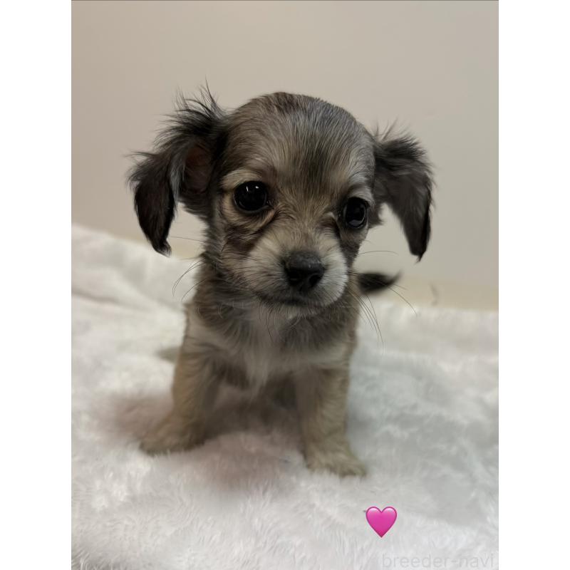 販売中の愛知県のチワックス:チワワ×ミニチュアダックスフンド-430803の7枚目