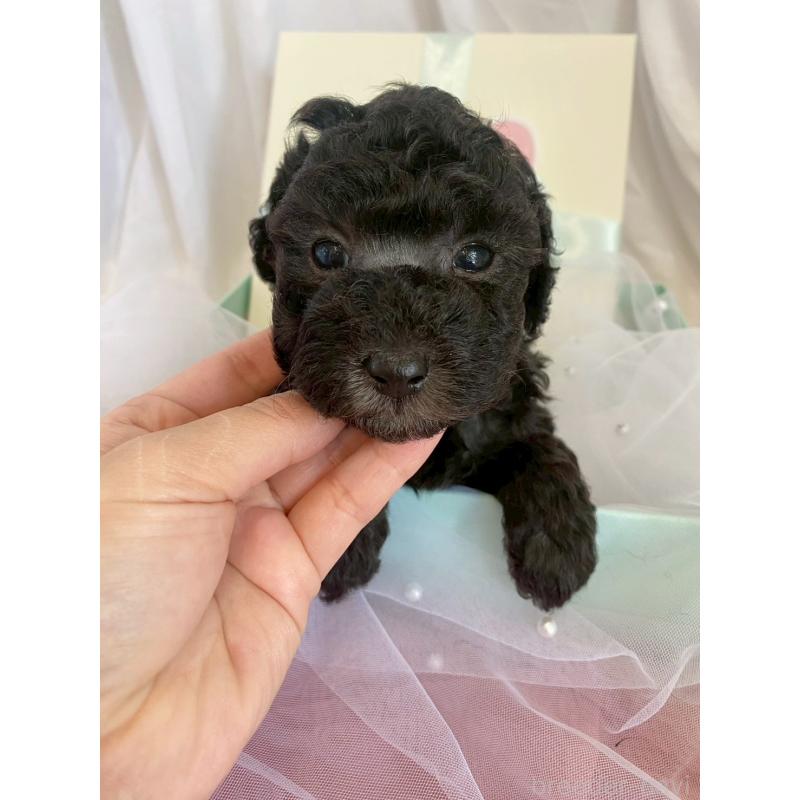 販売中の兵庫県のタイニープードル-432622の3枚目