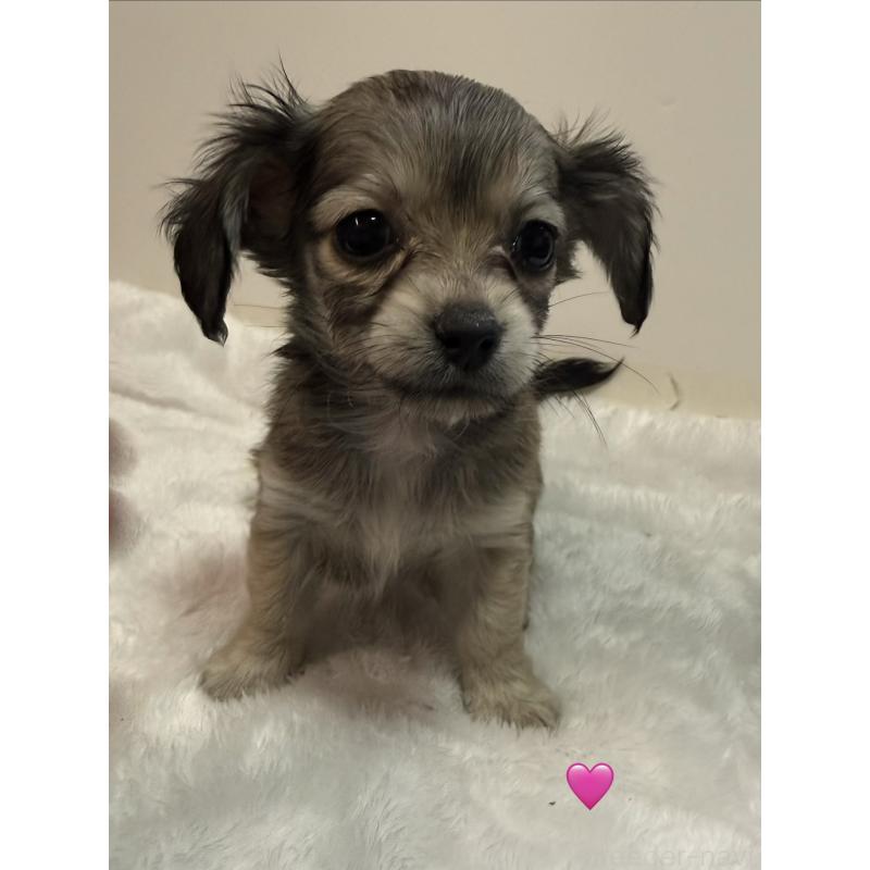 販売中の愛知県のチワックス:チワワ×ミニチュアダックスフンド-430803の6枚目