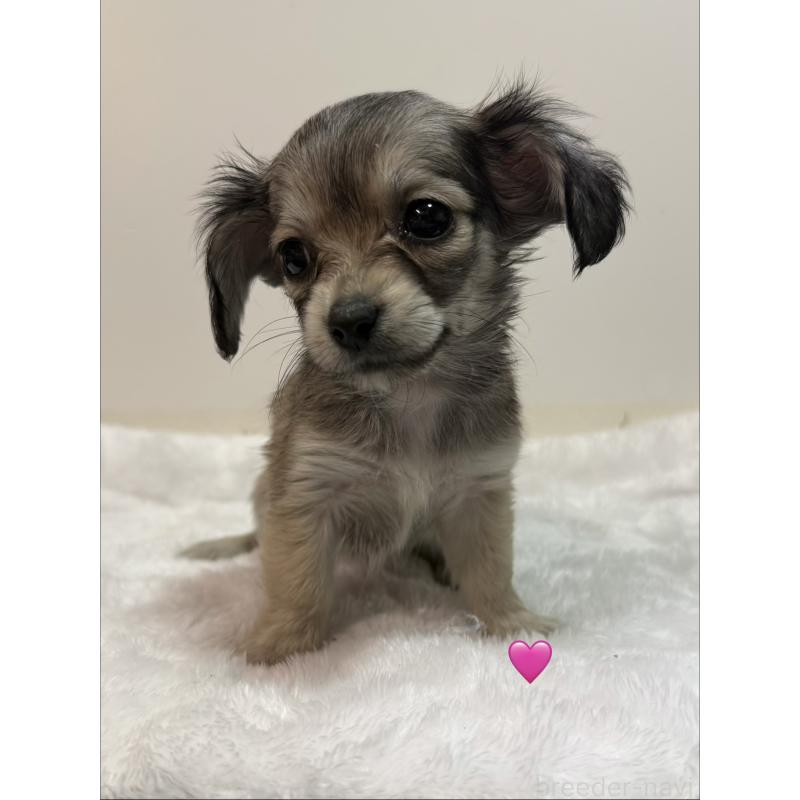 販売中の愛知県のチワックス:チワワ×ミニチュアダックスフンド-430803の5枚目