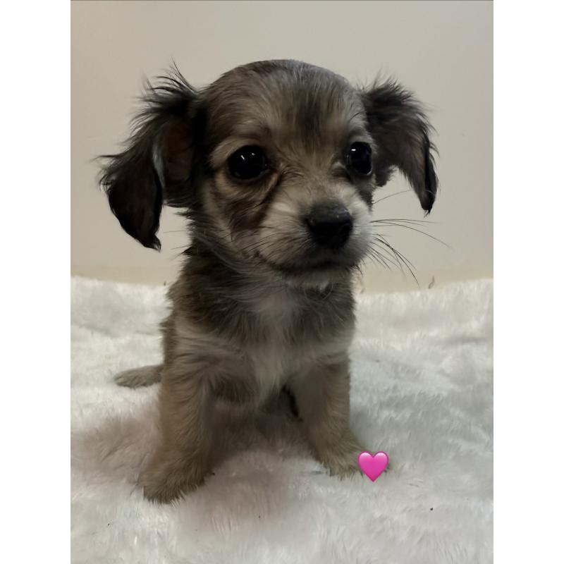 販売中の愛知県のチワックス:チワワ×ミニチュアダックスフンド-430803の4枚目