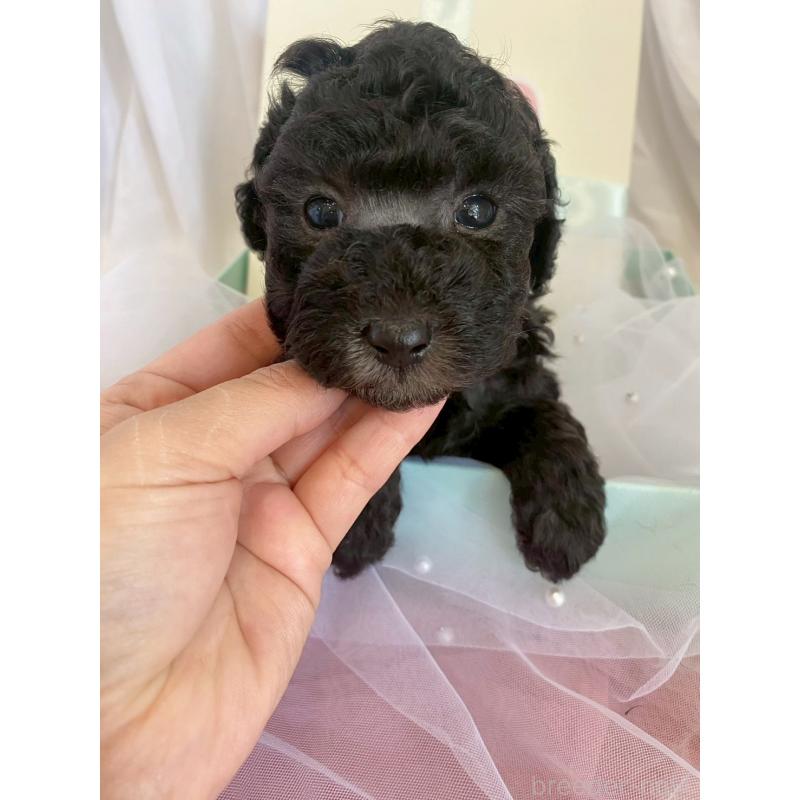 販売中の兵庫県のタイニープードル-432622の2枚目