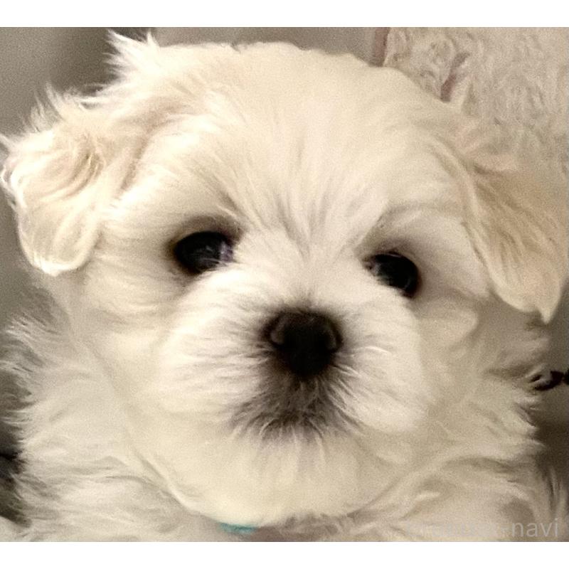 商談中の滋賀県のマルチーズ-430679の29枚目