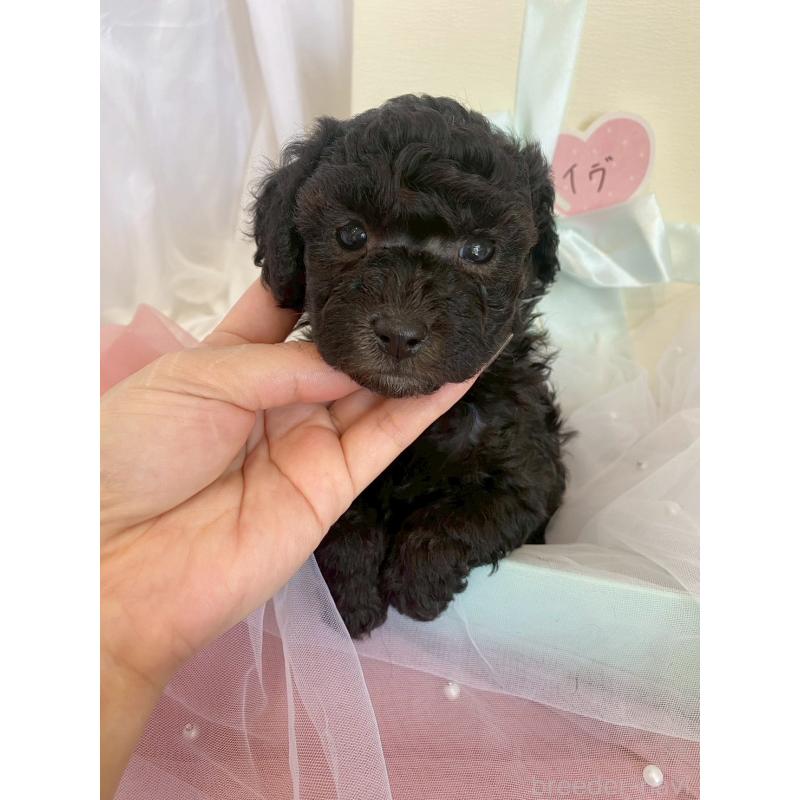 販売中の兵庫県のタイニープードル-437779の8枚目