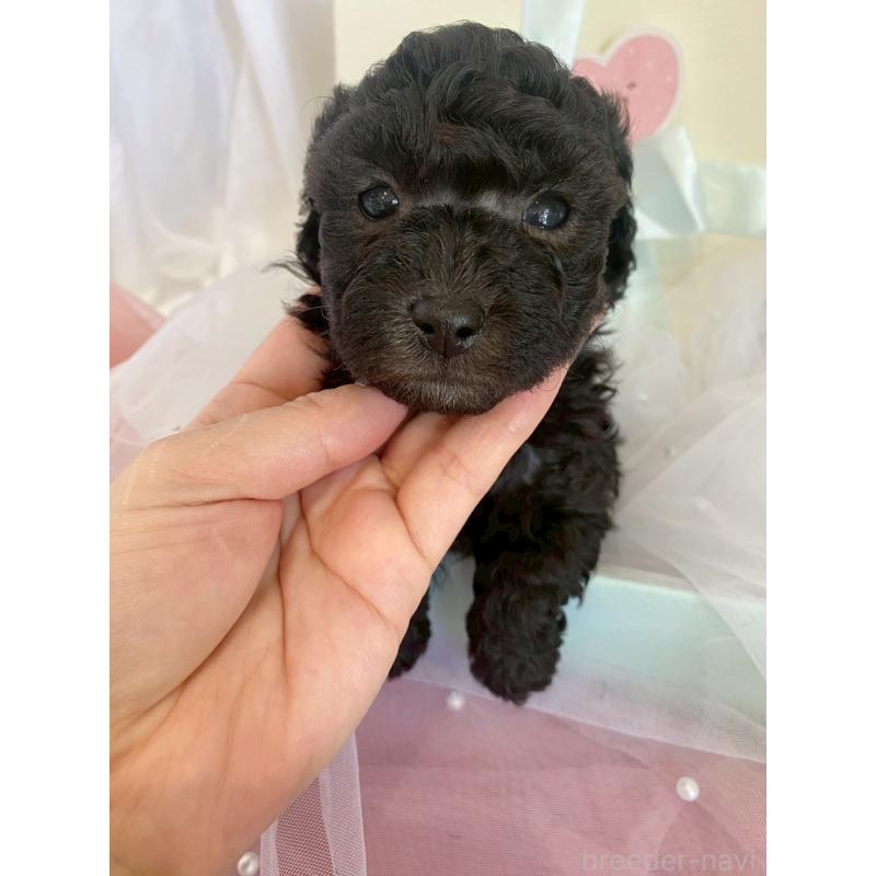 販売中の兵庫県のタイニープードル-437779の7枚目