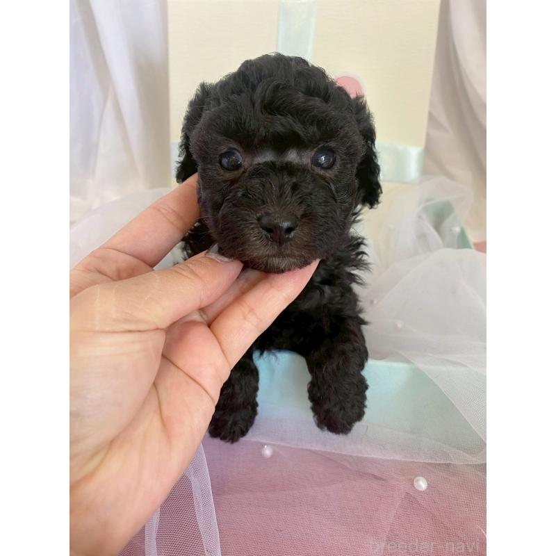 販売中の兵庫県のタイニープードル-437779の6枚目