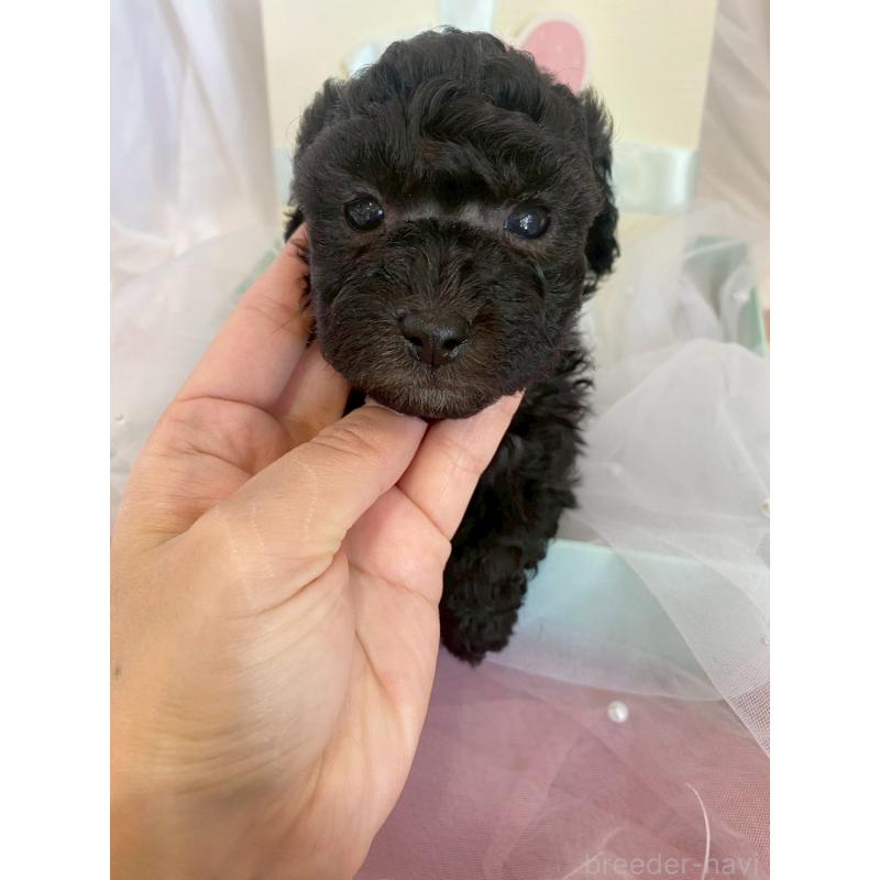 販売中の兵庫県のタイニープードル-437779の5枚目