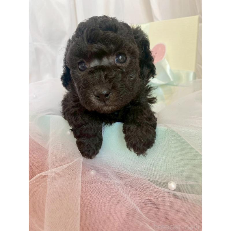 販売中の兵庫県のタイニープードル-437779の4枚目