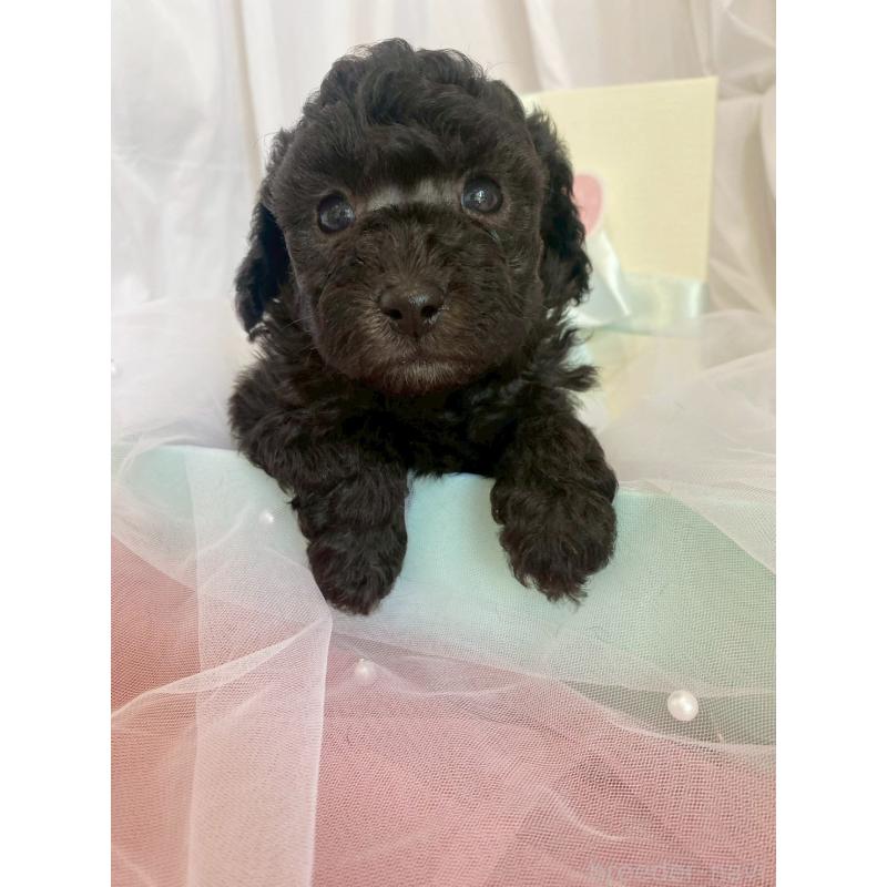 販売中の兵庫県のタイニープードル-437779の3枚目