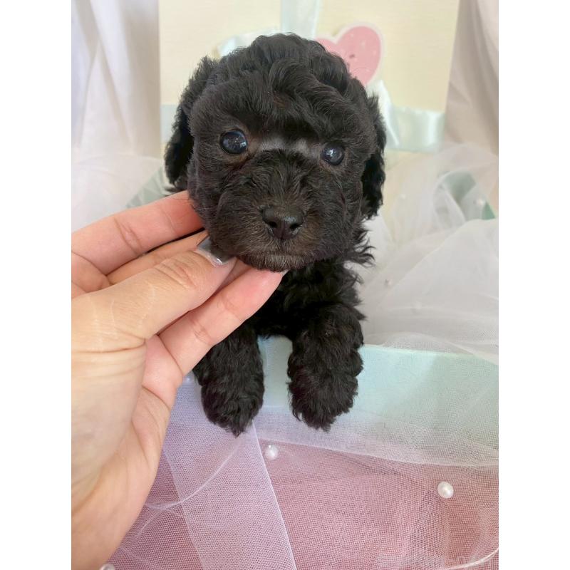 販売中の兵庫県のタイニープードル-437779の2枚目