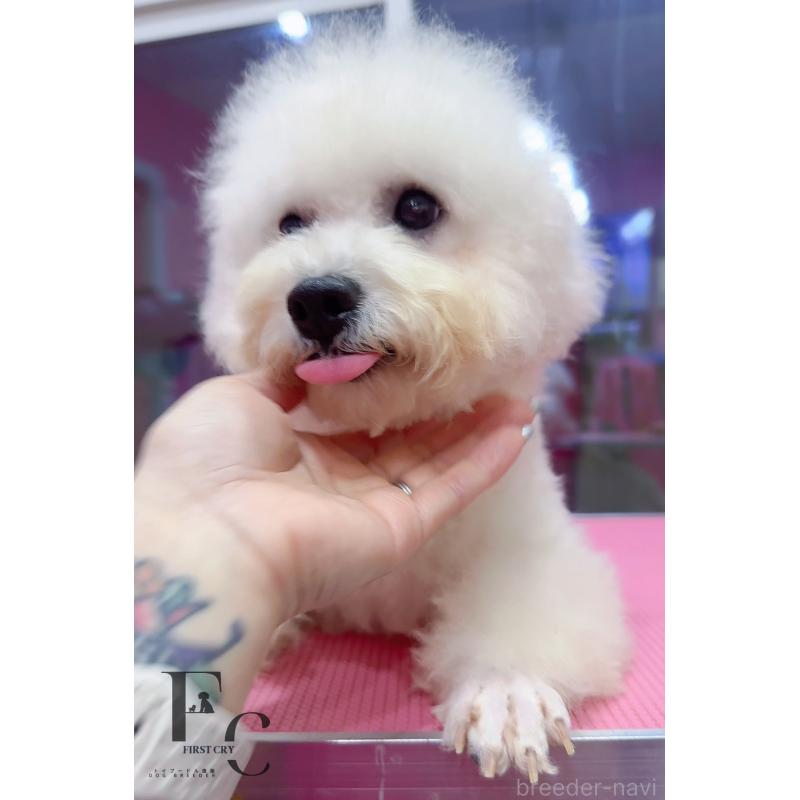 販売中の栃木県のビションフリーゼ-396053の3枚目