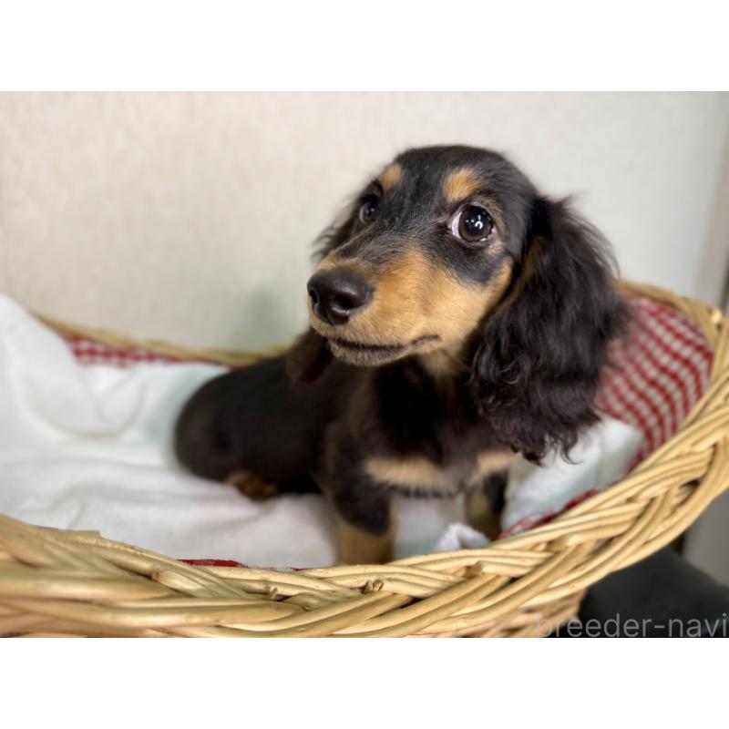 販売中の福岡県のミニチュアダックスフンド(ロングヘアード)-427846の6枚目