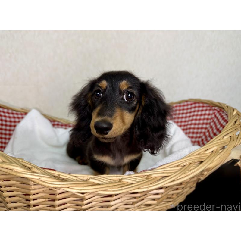 販売中の福岡県のミニチュアダックスフンド(ロングヘアード)-427846の5枚目