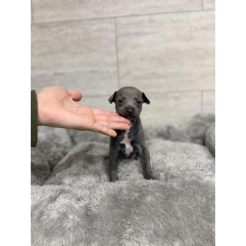 成約済の福岡県のイタリアングレーハウンド(イタグレ)-433158の4枚目