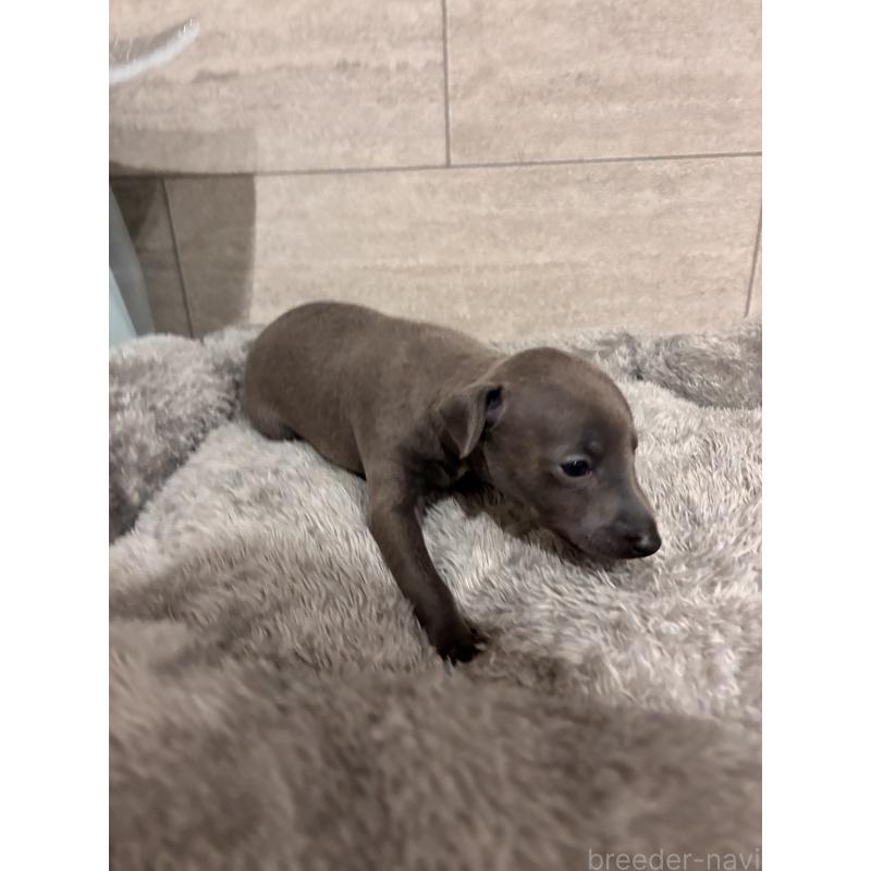 成約済の福岡県のイタリアングレーハウンド(イタグレ)-433158の3枚目