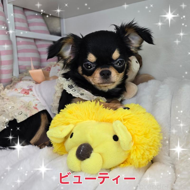 販売中の東京都のチワワ(ロングコート)-423308