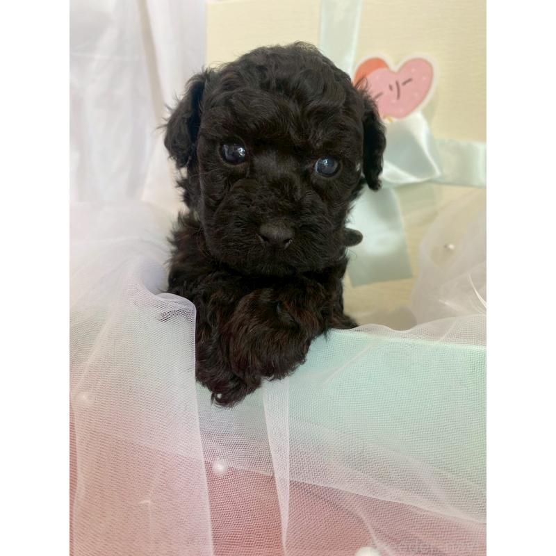 商談中の兵庫県のタイニープードル-432619