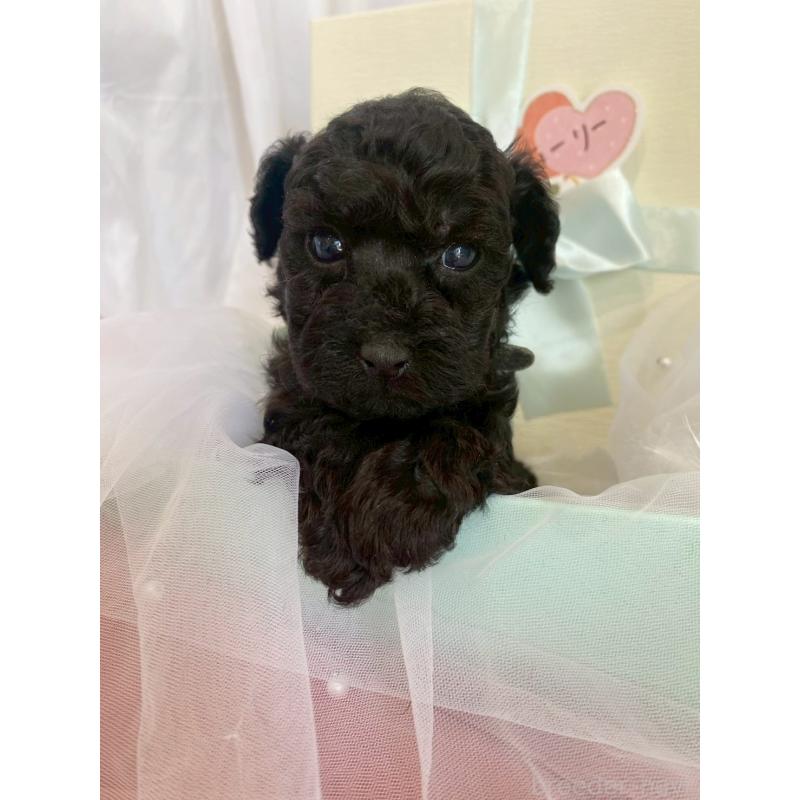 商談中の兵庫県のタイニープードル-432619の9枚目