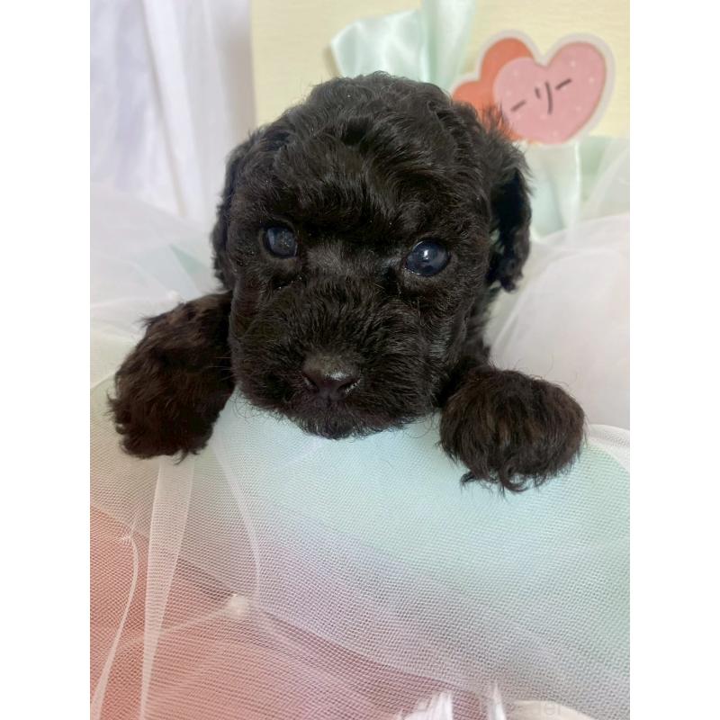 商談中の兵庫県のタイニープードル-432619の8枚目