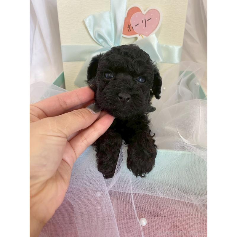 商談中の兵庫県のタイニープードル-432619の7枚目