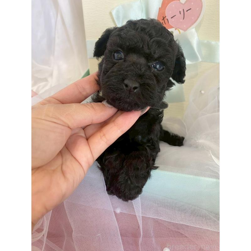 商談中の兵庫県のタイニープードル-432619の6枚目