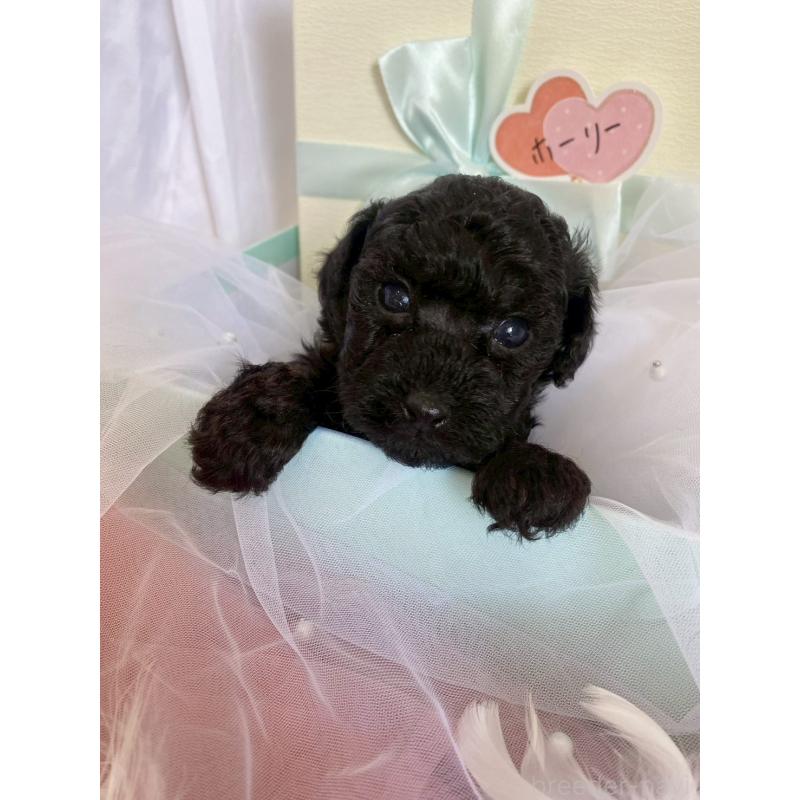 商談中の兵庫県のタイニープードル-432619の5枚目