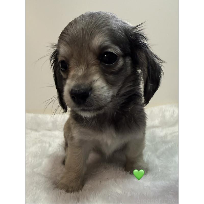 販売中の愛知県のチワックス:チワワ×ミニチュアダックスフンド-430979の8枚目