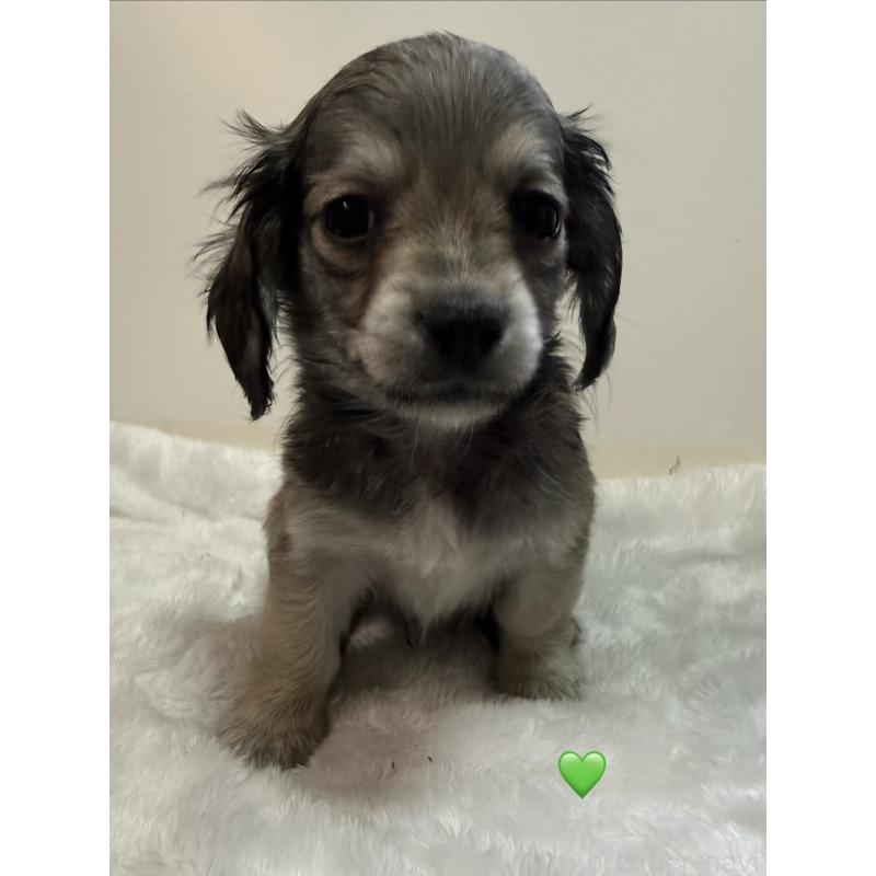 販売中の愛知県のチワックス:チワワ×ミニチュアダックスフンド-430979の7枚目