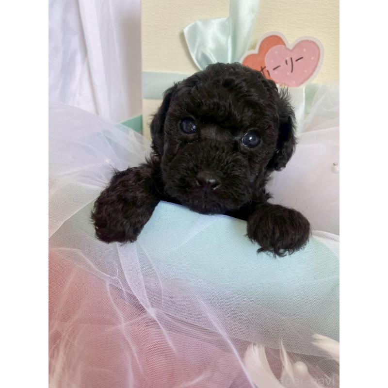 商談中の兵庫県のタイニープードル-432619の4枚目