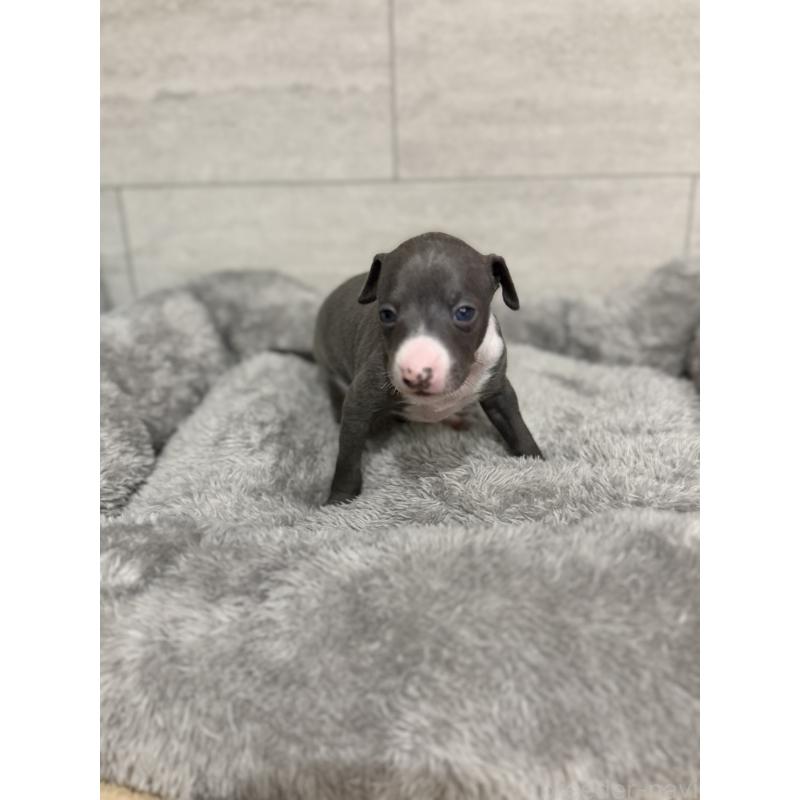 成約済の福岡県のイタリアングレーハウンド(イタグレ)-433160の4枚目