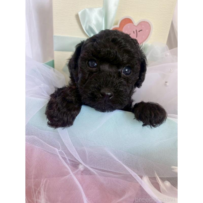 商談中の兵庫県のタイニープードル-432619の3枚目