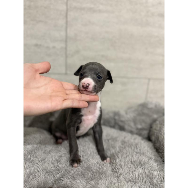 成約済の福岡県のイタリアングレーハウンド(イタグレ)-433160の3枚目