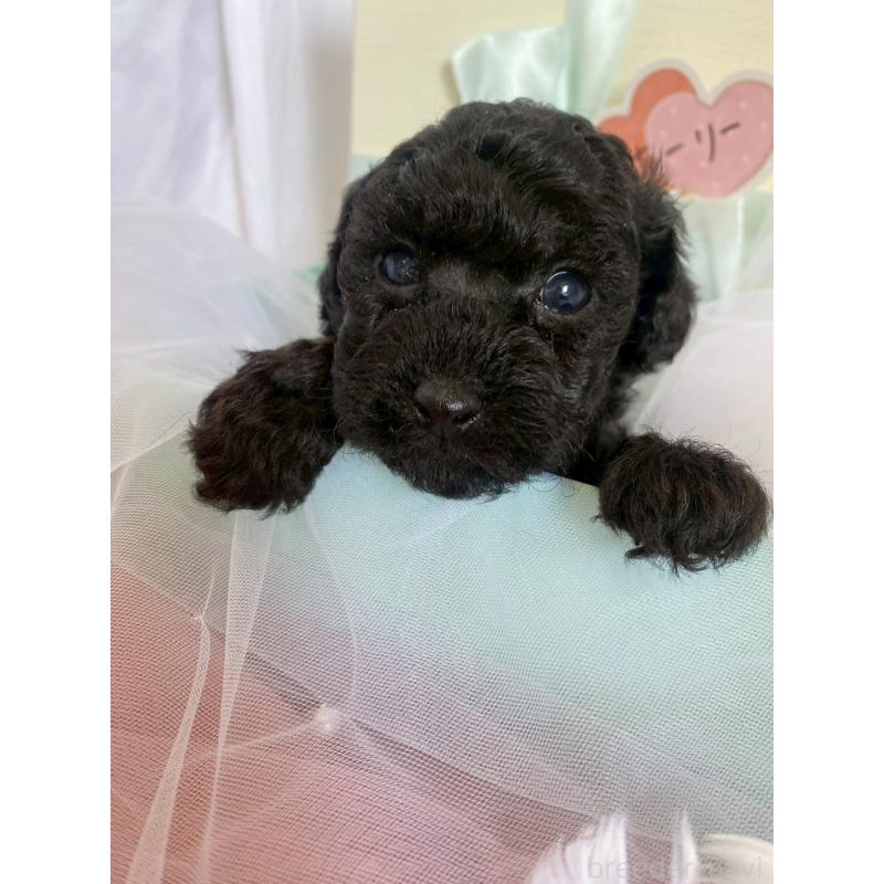 商談中の兵庫県のタイニープードル-432619の2枚目