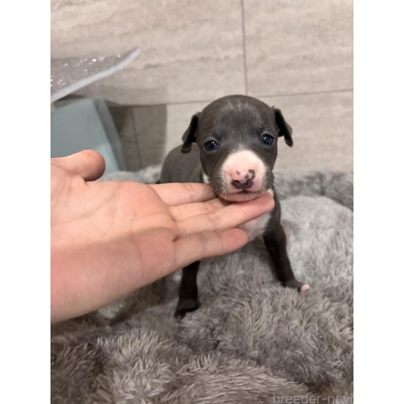 成約済の福岡県のイタリアングレーハウンド(イタグレ)-433160の2枚目