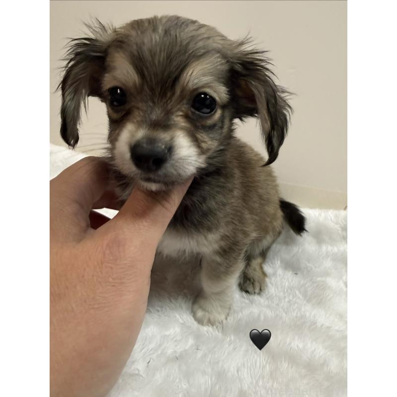 販売中の愛知県のチワックス:チワワ×ミニチュアダックスフンド-430981の6枚目