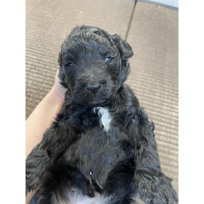 販売中の東京都のゴールデンドゥードル:ゴールデンレトリーバー×プードル-437543の3枚目