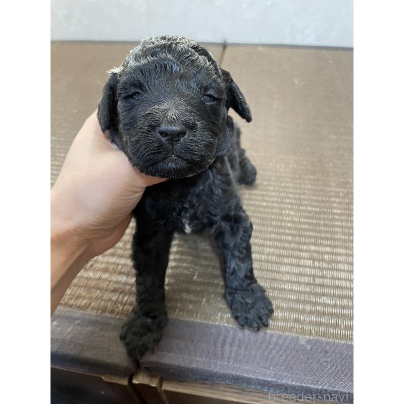 販売中の東京都のゴールデンドゥードル:ゴールデンレトリーバー×プードル-437543の2枚目