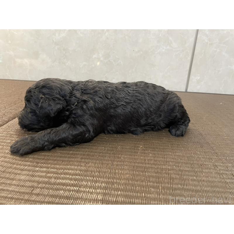 販売中の東京都のゴールデンドゥードル:ゴールデンレトリーバー×プードル-437544の4枚目